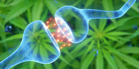 endocannabinoid_system